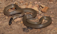 Aparallactus capensis