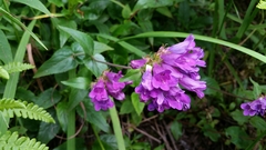 Penstemon serrulatus