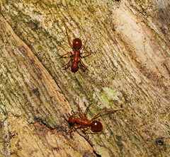 Notoncus spinisquamis