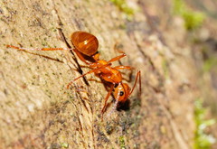 Notoncus spinisquamis