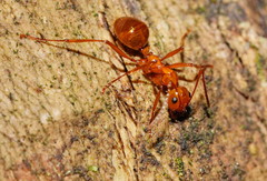 Notoncus spinisquamis