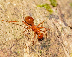 Notoncus spinisquamis