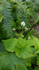 Circaea alpina pacifica