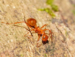 Notoncus spinisquamis