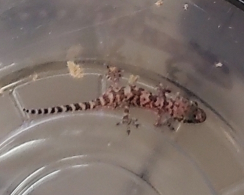 iNaturalist observation photo of Mediterranean House Gecko