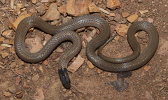 Aparallactus capensis