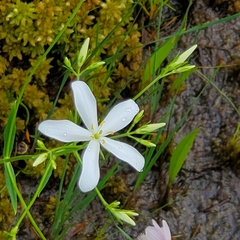 Sabatia difformis