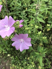 Malva alcea