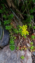Sedum divergens