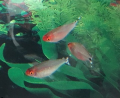 Hemigrammus rhodostomus