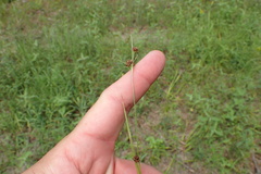 Rhynchospora globularis