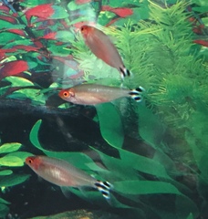 Hemigrammus rhodostomus
