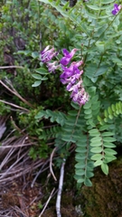 Hedysarum occidentale