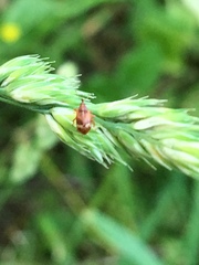 Anthonomus pedicularius