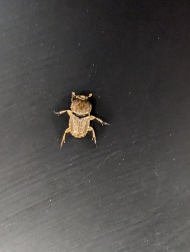 Northern Sandy Dung Beetle photo 3