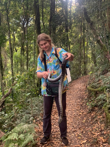 Coastal Carpet Python sighting