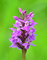 Dactylorhiza sibirica