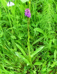 Dactylorhiza sibirica