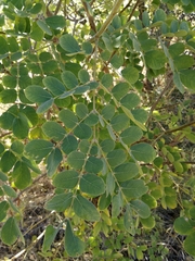 Albizia versicolor image