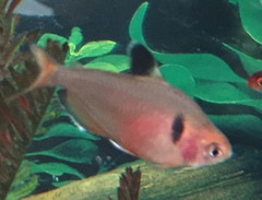 Hyphessobrycon eques