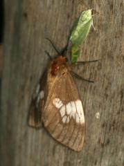 Palasea albimacula