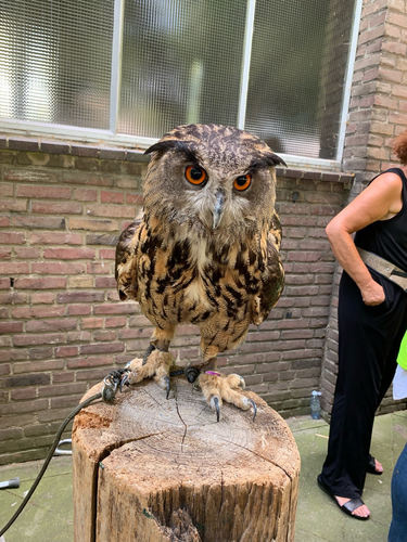 Bubo bubo