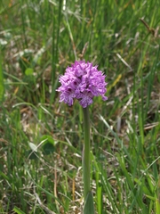 Neotinea tridentata tridentata