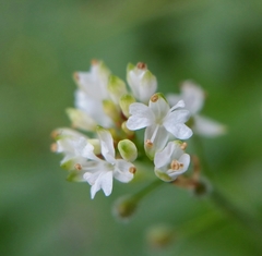Circaea alpina pacifica