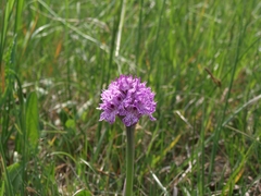 Neotinea tridentata tridentata