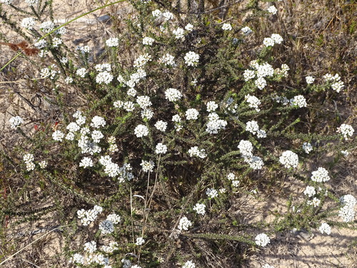 Image of Metalasia brevifolia by (c) Shaun Swanepoel, some rights reserved (CC BY)