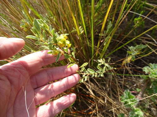 Image of Hermannia lavandulifolia by (c) Shaun Swanepoel, some rights reserved (CC BY)