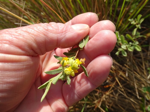Image of Hermannia lavandulifolia by (c) Shaun Swanepoel, some rights reserved (CC BY)