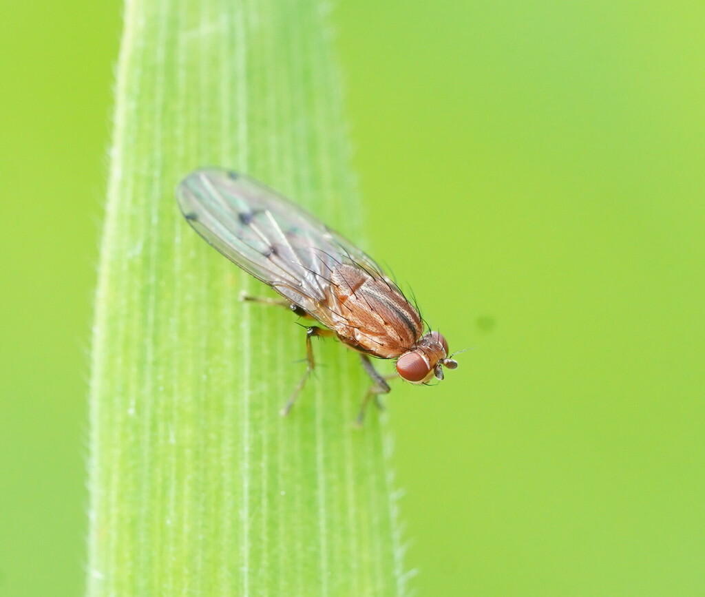 Diplogeomyza wirthi