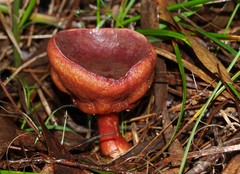 Boletus barragensis