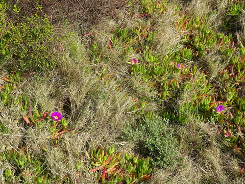 Image of Carpobrotus deliciosus by (c) Shaun Swanepoel, some rights reserved (CC BY)