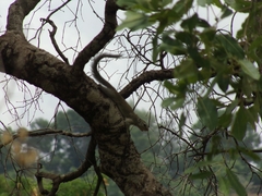 Heliosciurus gambianus