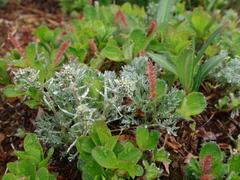 Artemisia furcata