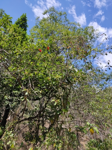 Elaeocarpus rotundifolius observed 2024-09-24