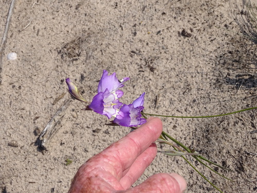 Image of Riversdale bluebell by (c) Shaun Swanepoel, some rights reserved (CC BY)