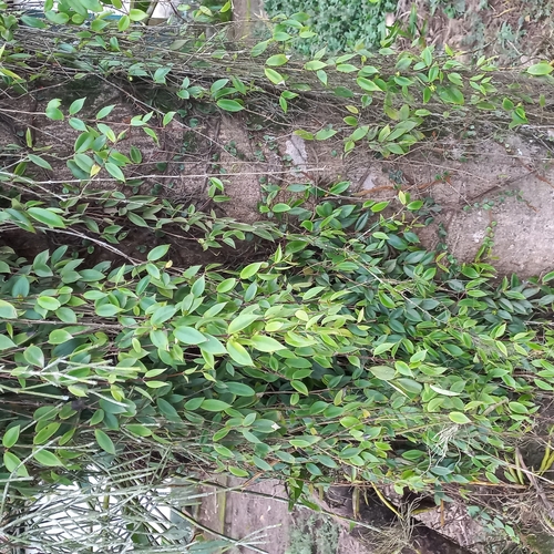 Codonanthe gracilis, photograph 5