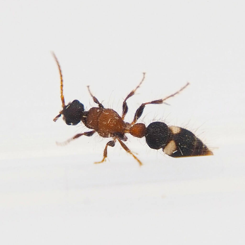 Gynecaptera