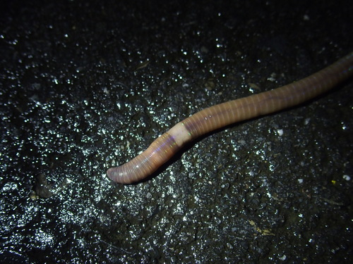 Amynthas sexpectatus