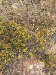 Deinandra clementina