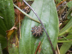 Melitaea didyma