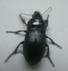 Zabrus tenebrioides