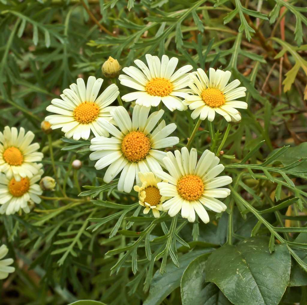 Argyranthemum callichrysum