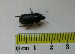 Zabrus tenebrioides