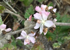 Malacothamnus clementinus