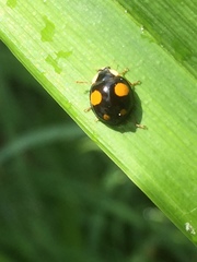 Harmonia axyridis