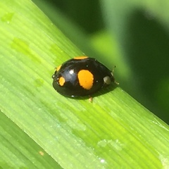 Harmonia axyridis